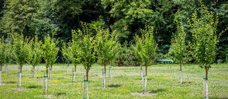 Planting Field-Grown Trees