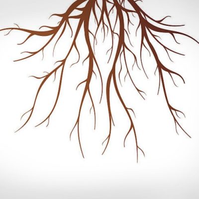 Tree Root Questions