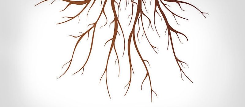 Tree Root Questions