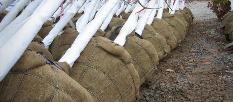 Wire Basket Root Ball