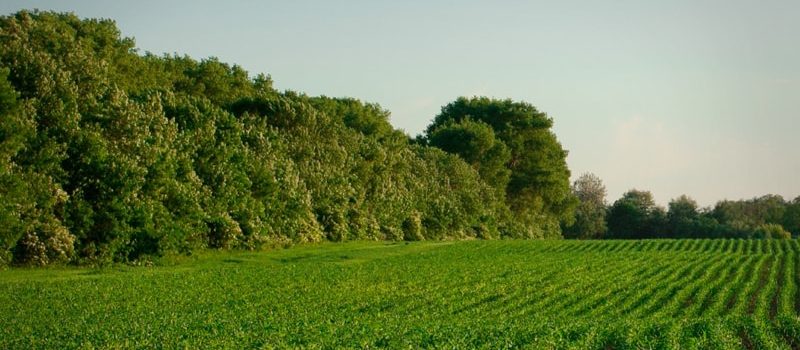 Vegetated wind breaks