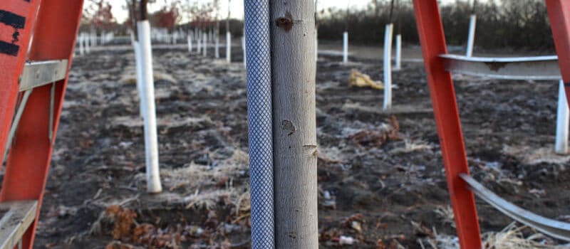 Installing Tree Stakes