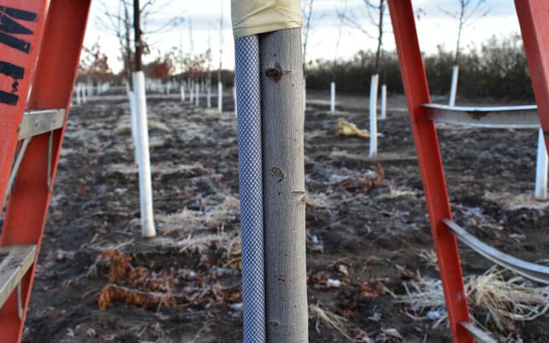 Installing Tree Stakes