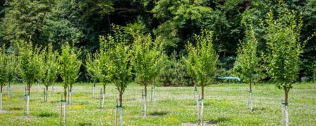 Planting Field-Grown Trees
